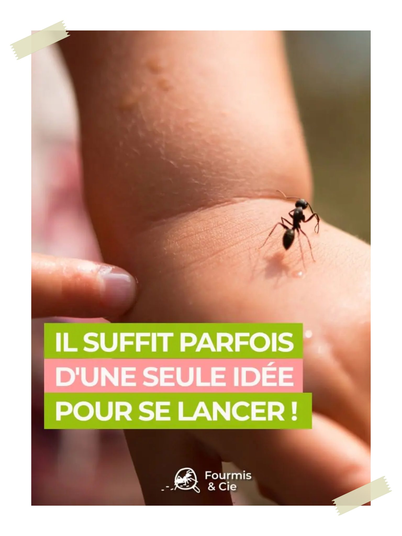 Illustration plateforme Fourmis & Cie