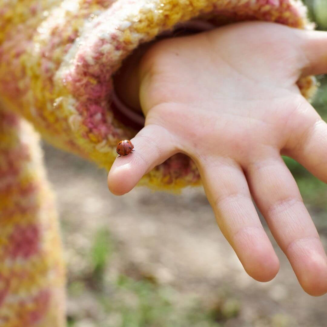 Visuels site web - Coccinelles d'Or 2026